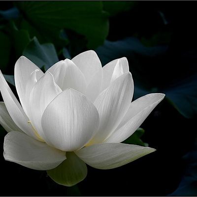 Cindy Ricardo, LMHC, Certified Mindfulness Teacher logo