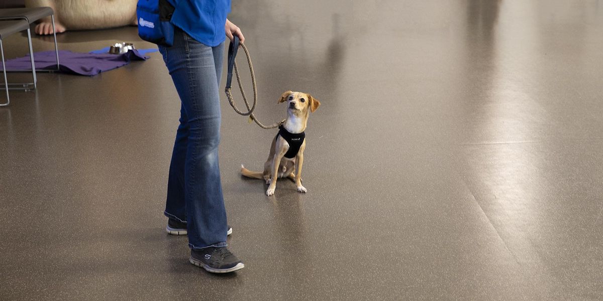 mutt manners dog training