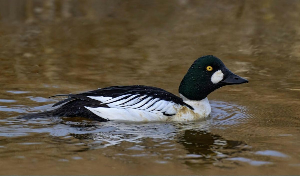 Whatcom Falls Park Birding, 20 December | Event in Bellingham | AllEvents