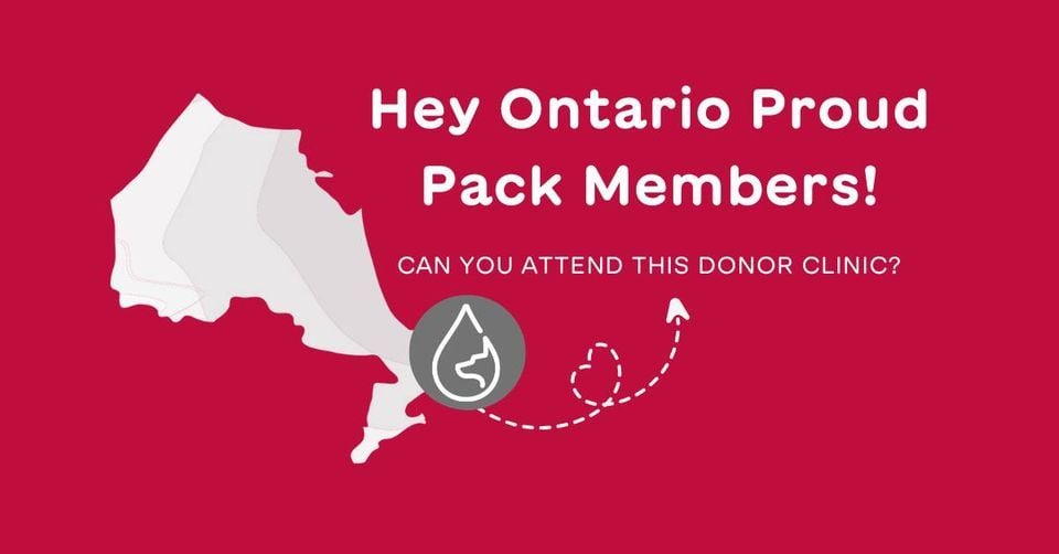 Spencer Creek Animal Hospital, 45 Cootes Dr, Dundas, ON L9H 1B5, Canada, December 23 2023