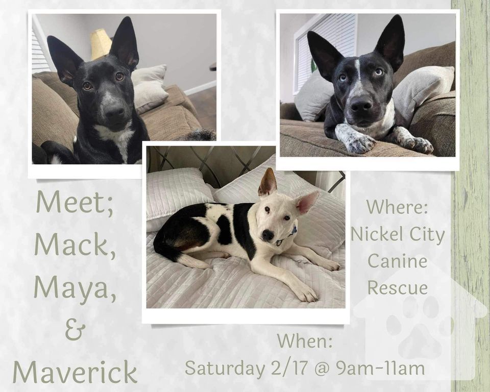 Meet the ‘M’ Pups!, 5635 Harris Hill Rd, Clarence Center, 17 February