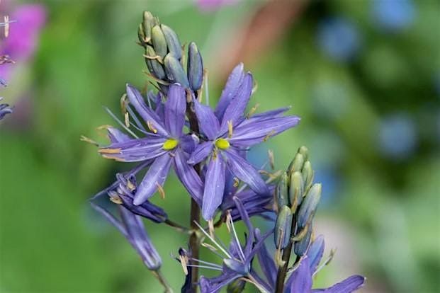 Indigenous Plant Walk, 30 May | Event in Victoria | AllEvents