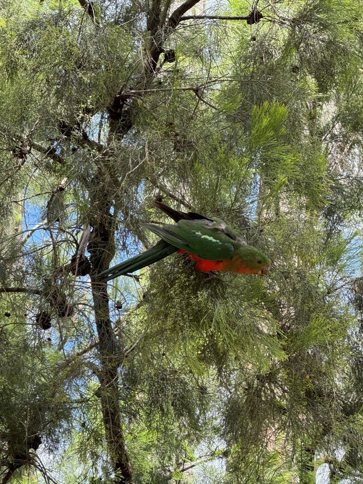 Protecting habitat, Friends of Koolunga Native Reserve, Bayswater, 9 ...