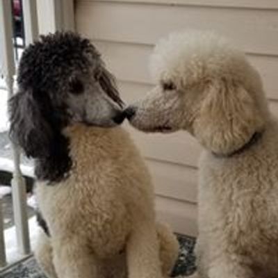 The Good Shepherd Dog Training