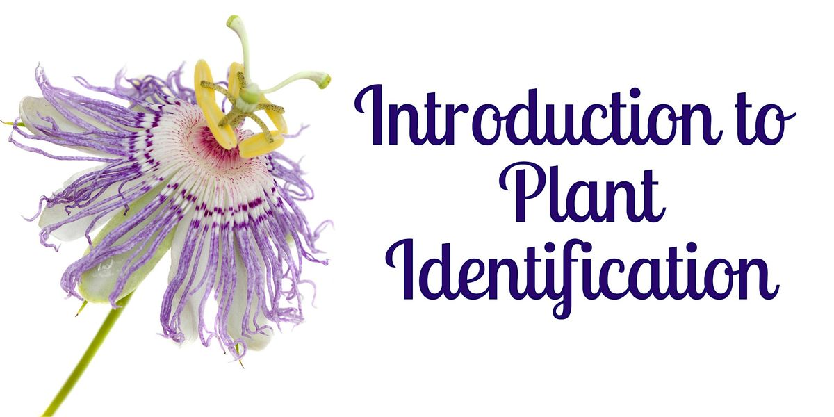 Introduction to Plant Identification, 13 December | Event in Tarpon Springs | AllEvents