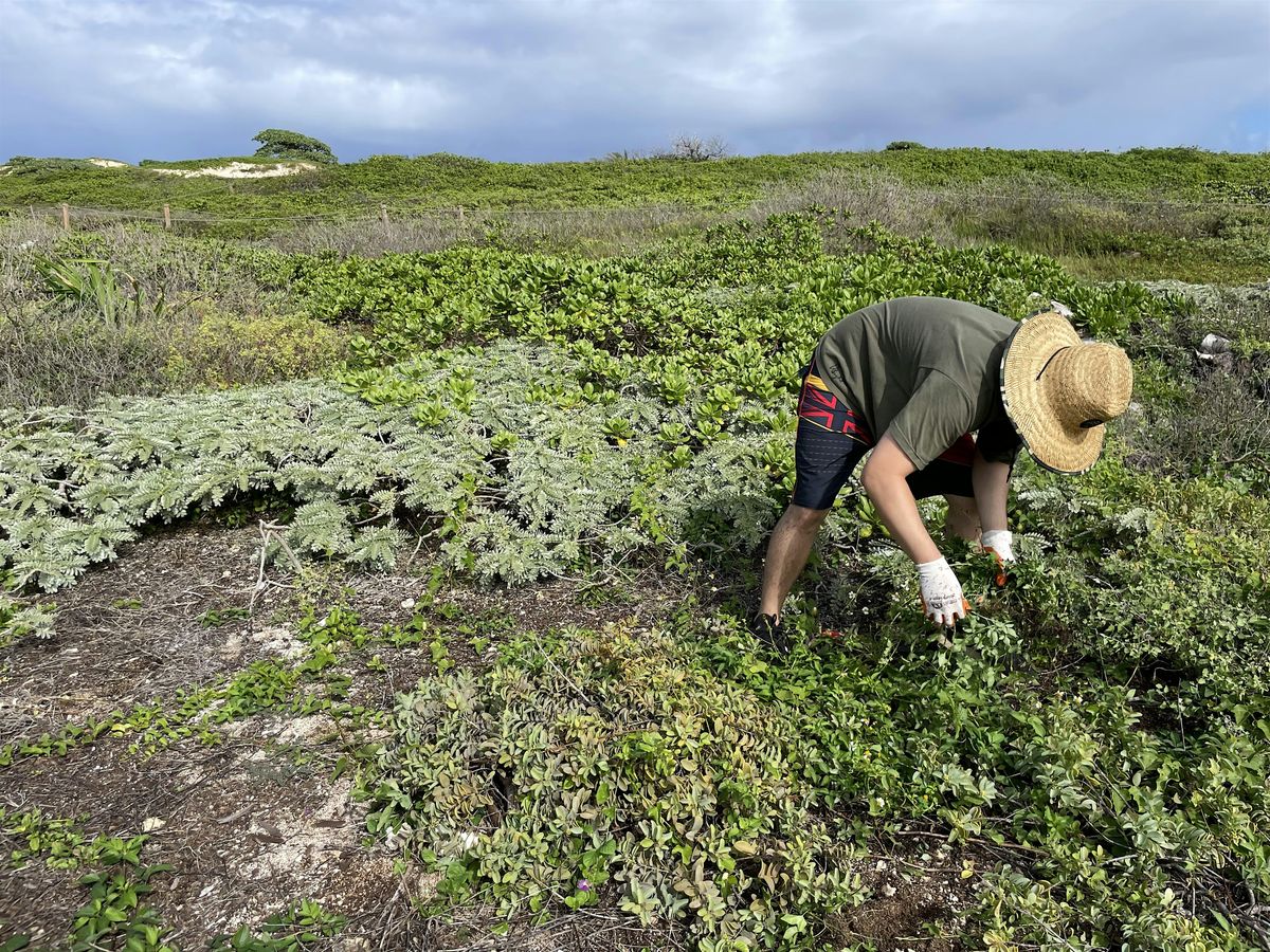 Kalaeokaunaʻoa (Kahuku Point) Volunteer Workday | Event in Kahuku | AllEvents
