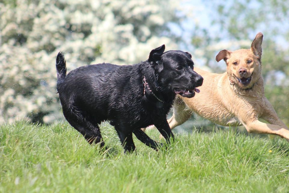 LABRADOR / RETRIEVERS OffLead Play Session, Dogs Country Club