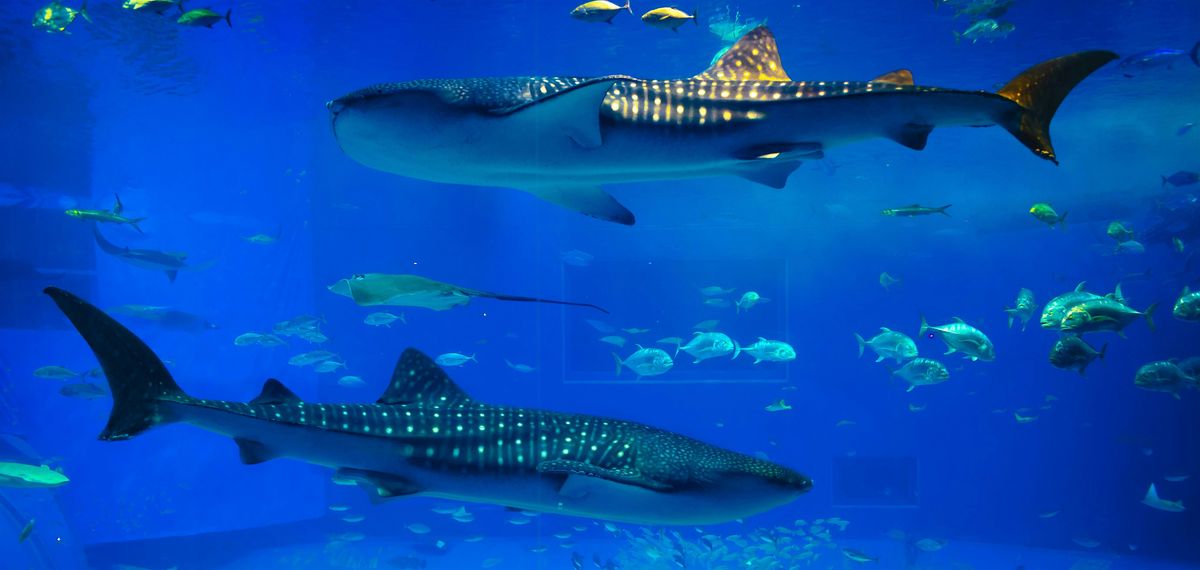 Save the Date!  Join WIPN @ NAPA Summit, 18 April | Event in Tampa | AllEvents