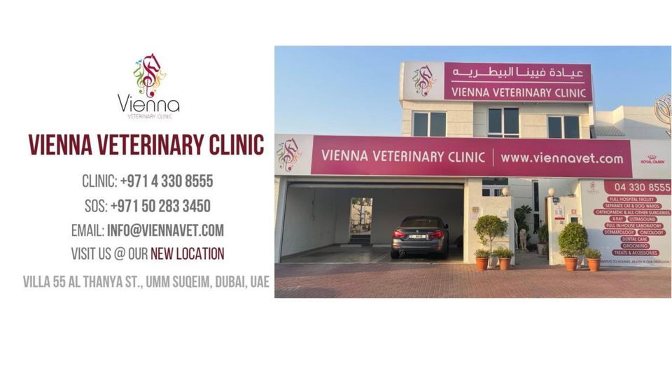 Learn more about BOWEN THERAPY, Vienna Veterinary Clinic, Dubai, July