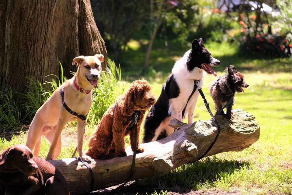 Tail Waggin Tuesday In Honor Of National Dog Day Peace River tail-waggin-tuesday-in-honor-of-national-dog-day-peace-river