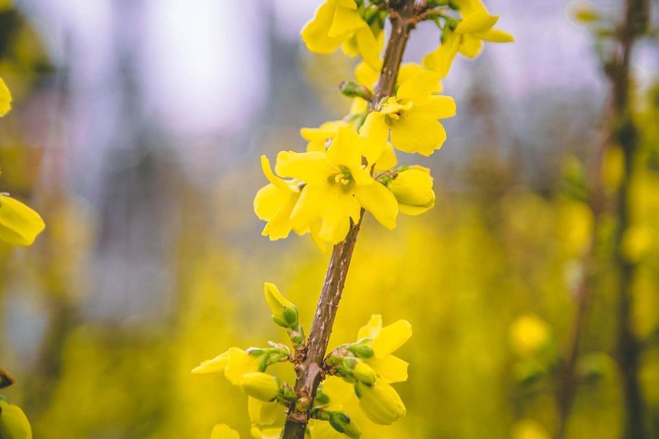Wild Bird Seminar, 480 Purdy Hill Rd, Monroe, CT, 2 March 2024