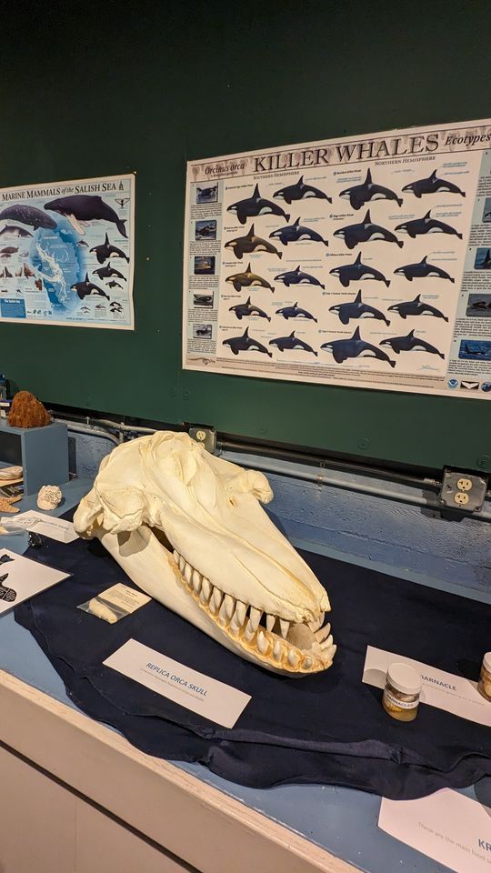 Free Admission Day: Marvelous Marine Mammals, Puget Sound Estuarium