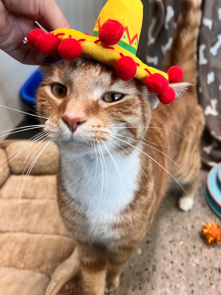 Cinco de Meow , Pet Supplies Plus Akron, OH, Portage Lakes, 6 May