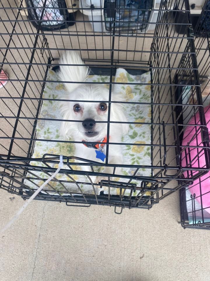 Empty the Shelter kick off Sunday , PetSmart (Amarillo, TX), October 1