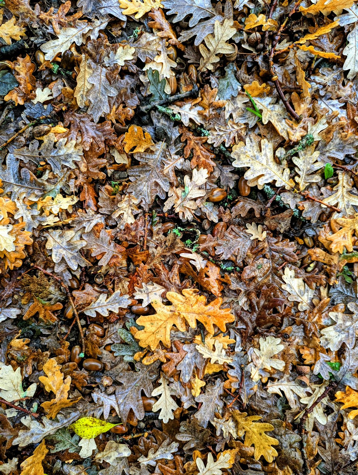 Winter Solstice Singing Circle, 21 December | Event in Haywards Heath | AllEvents