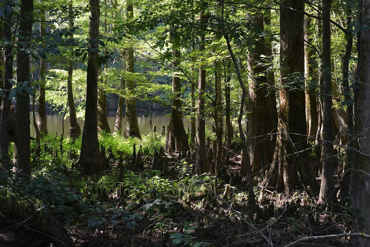 Nature Discovery Walk, 13 December | Event in Hopkins | AllEvents