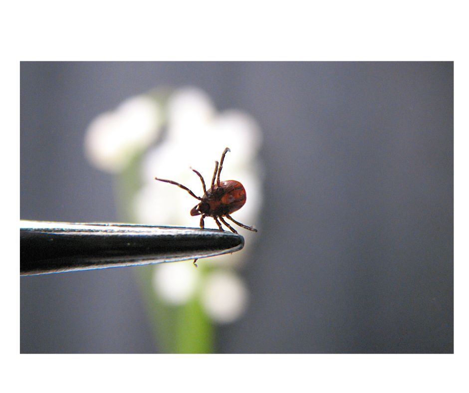 Ticks, Earl Grey Community Centre, Winnipeg, 8 April 2024 AllEvents.in