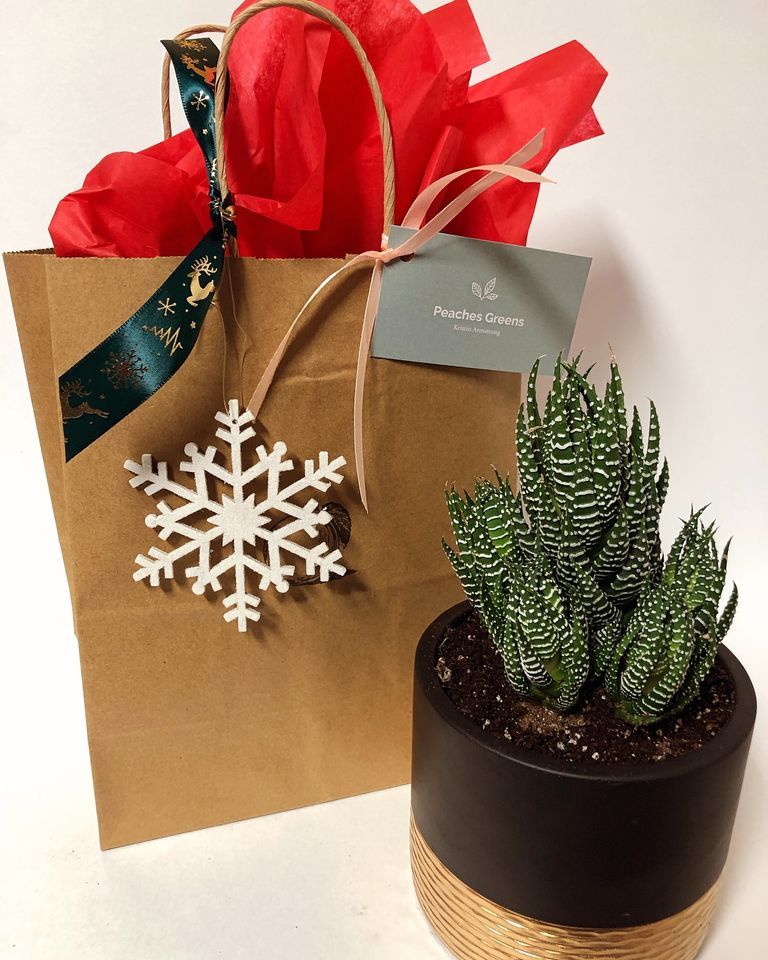 Pop up at Jaya yoga and Maximum ZenBakery, Jaya Yoga, Clarks Summit