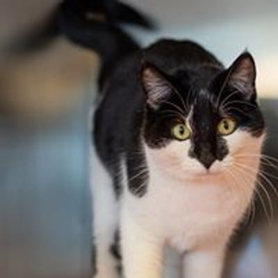 DFW Humane Society