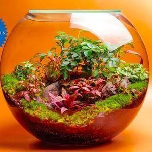 Terrarium Workshop Date