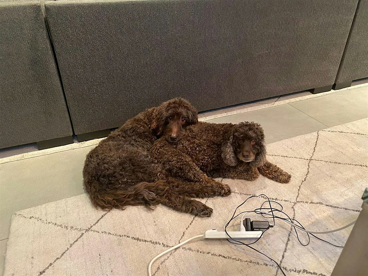 Unveiling of the Brady & Hunter Dog Bench with Mayor Suarez and District 4 | Event in Miami | AllEvents