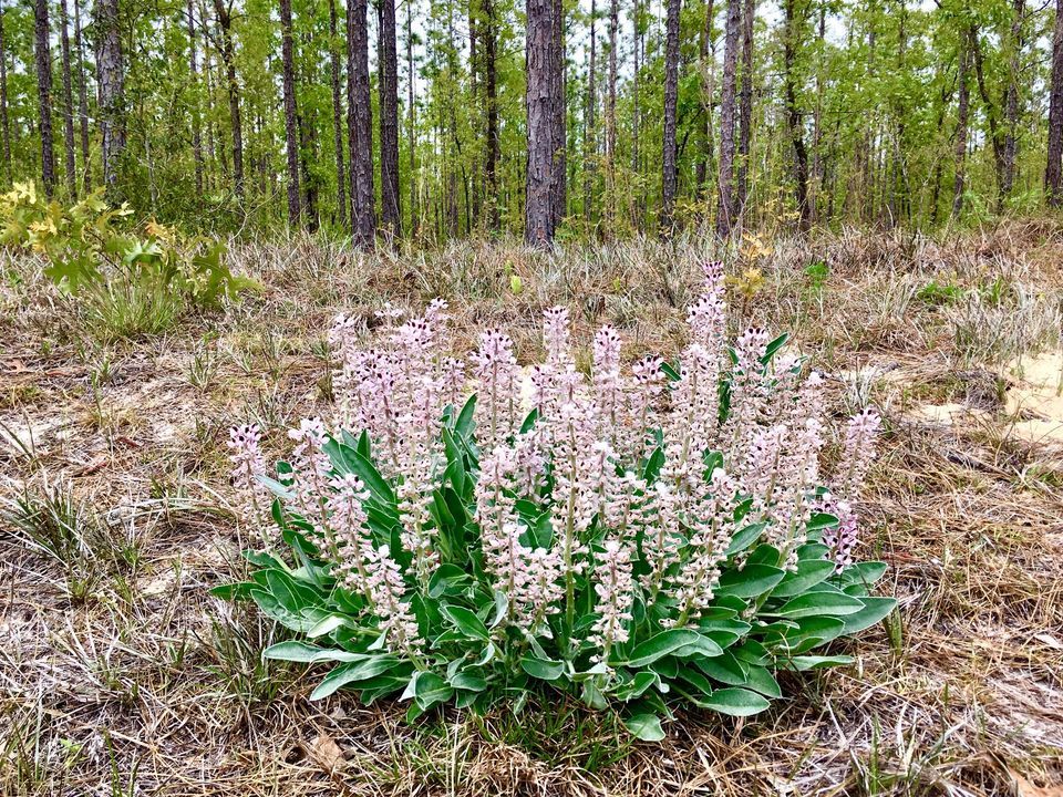Birding and Native Plant Walk, Florida Caverns State Park, Marianna