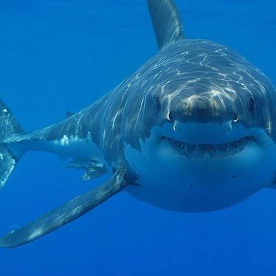 NEU EMS and DeepBlue MedEd logo