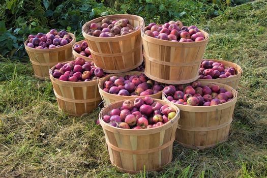 Apple Picking At The Farm Rodale Institute Kutztown September 1 2021 Allevents In Julian Apple Festival 2022