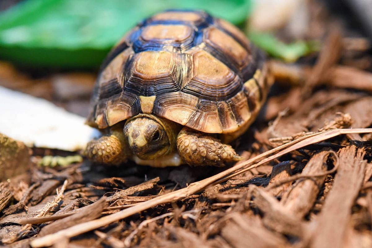 Tortoise, 11 November | Event in Lexington | AllEvents