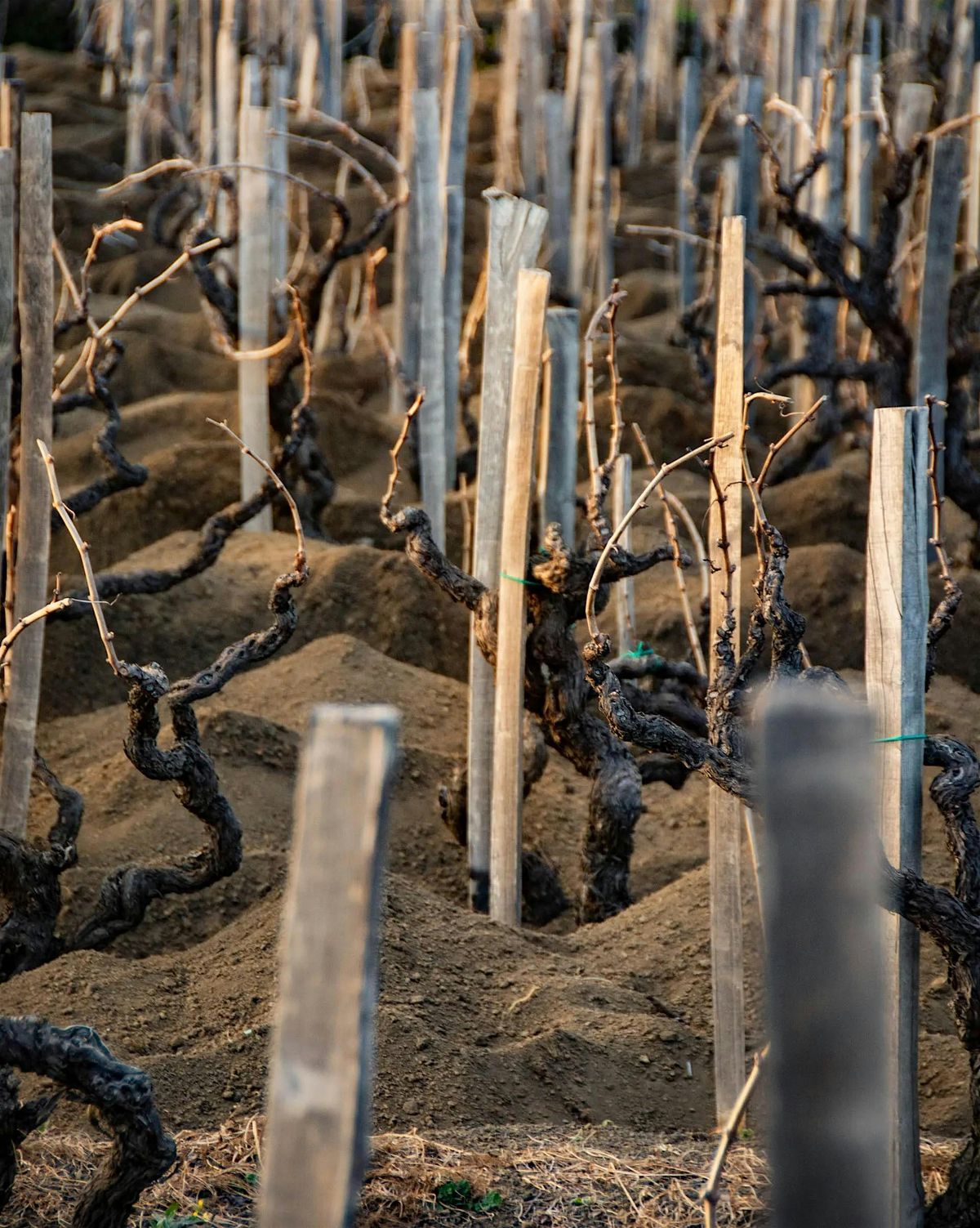 Wine Class - Terroir Focus - Volcanic Soil, 6 December | Event in Moorhead | AllEvents