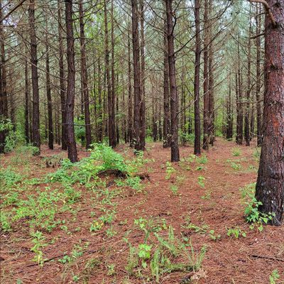 Gratitude Farm and Retreat, LLC logo