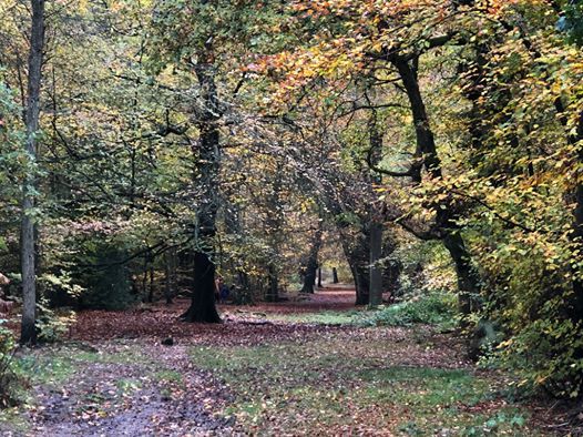 Solihull West Midlands Foraging Course Walk at Clowes Solihull West Midlands Foraging Course Walk at Clowes