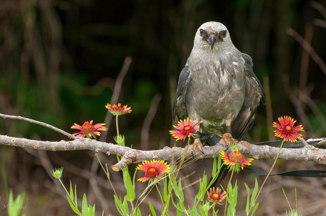 Live Raptor Presentation at Flower Mound Public Library, 3030 Broadmoor ...