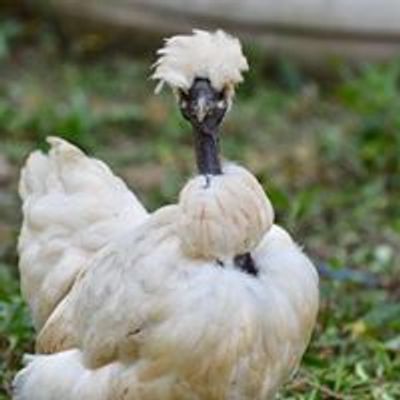 Benton Chicken Swap