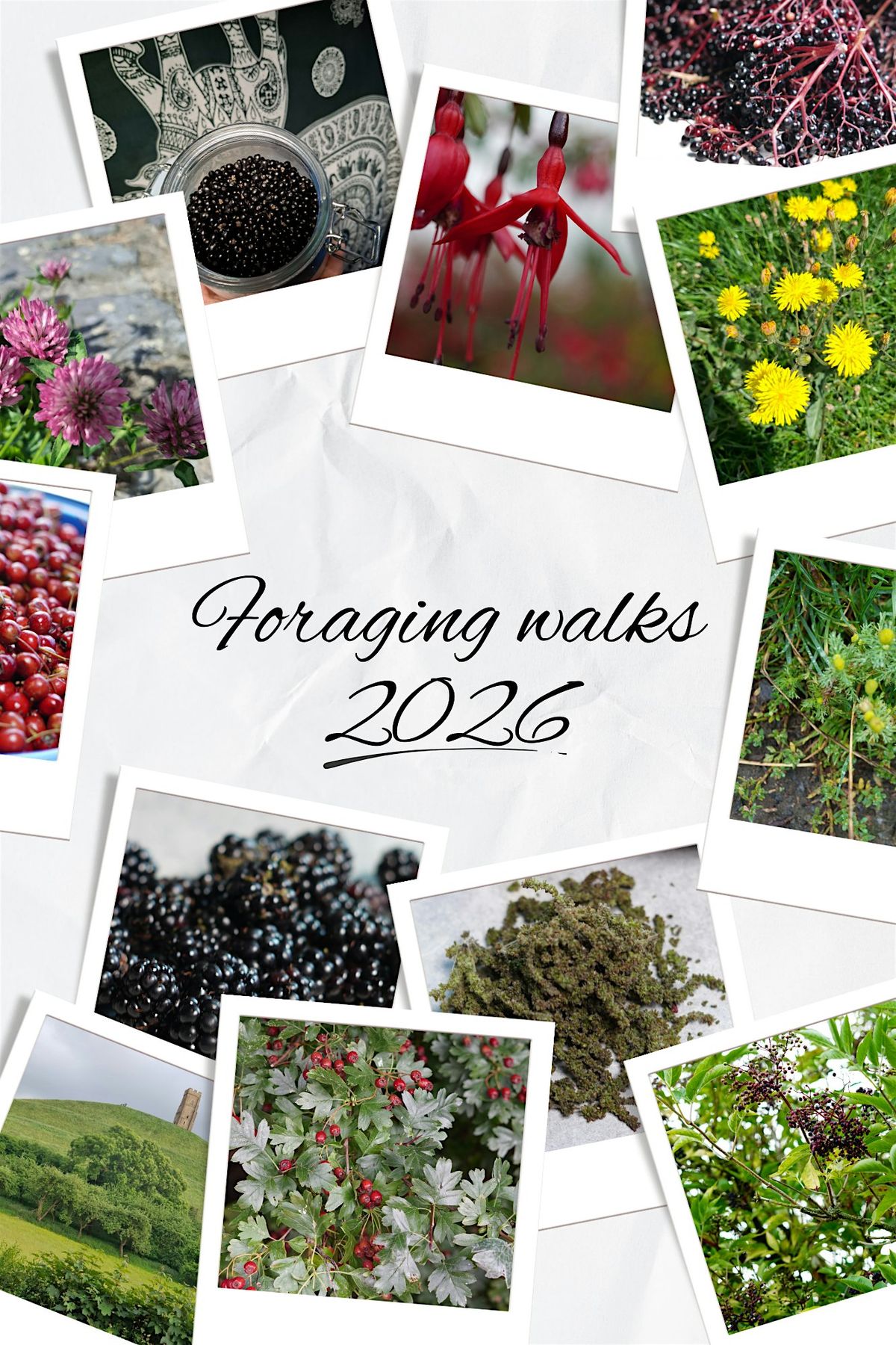 Beginner Foraging Walk: Discover Wild Plants, 28 March | Event in Glastonbury | AllEvents