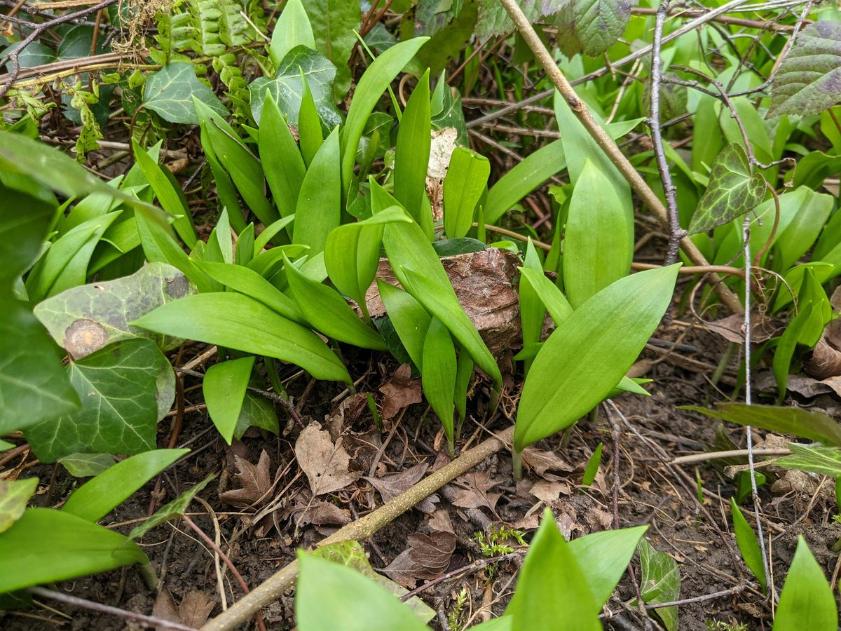 Spring foraging, 25 April | Event in Nottingham | AllEvents