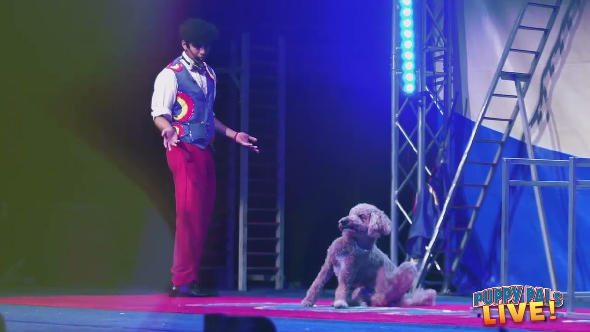 Puppy Pals Live - Goldsboro, 11 January | Event in Goldsboro | AllEvents