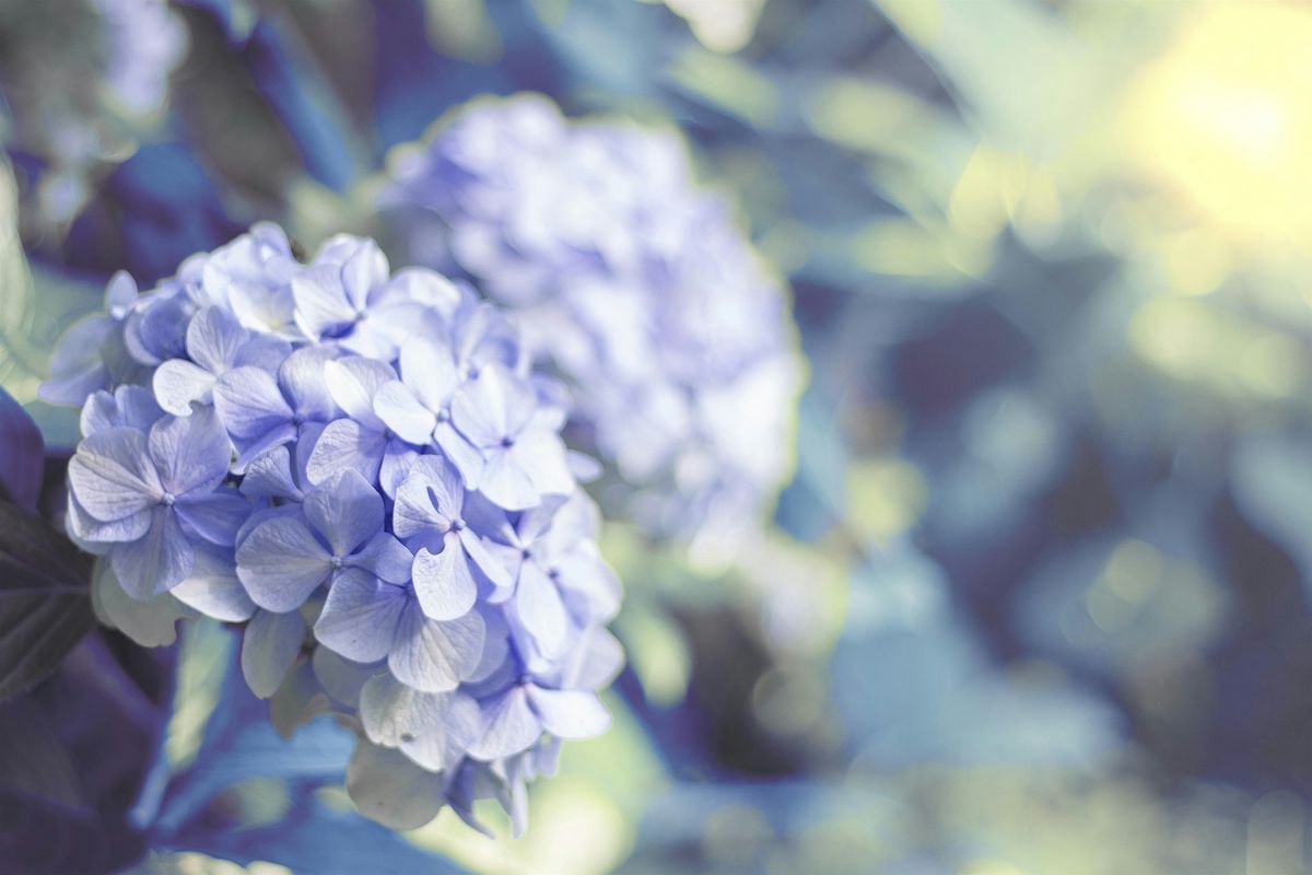 Hydrangeas and their Companion Plants Workshop, 13 June | Event in Richboro | AllEvents