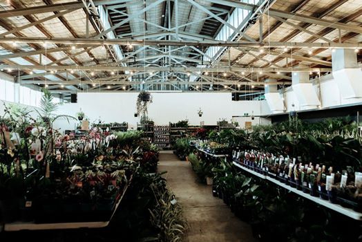 Perth Huge Indoor Plant Warehouse Sale Summertime Madness At B