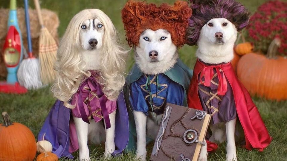 Halloween Costume Contest and Photos!, New Tampa Pet Resort, Lutz, October 25 2023 AllEvents.in