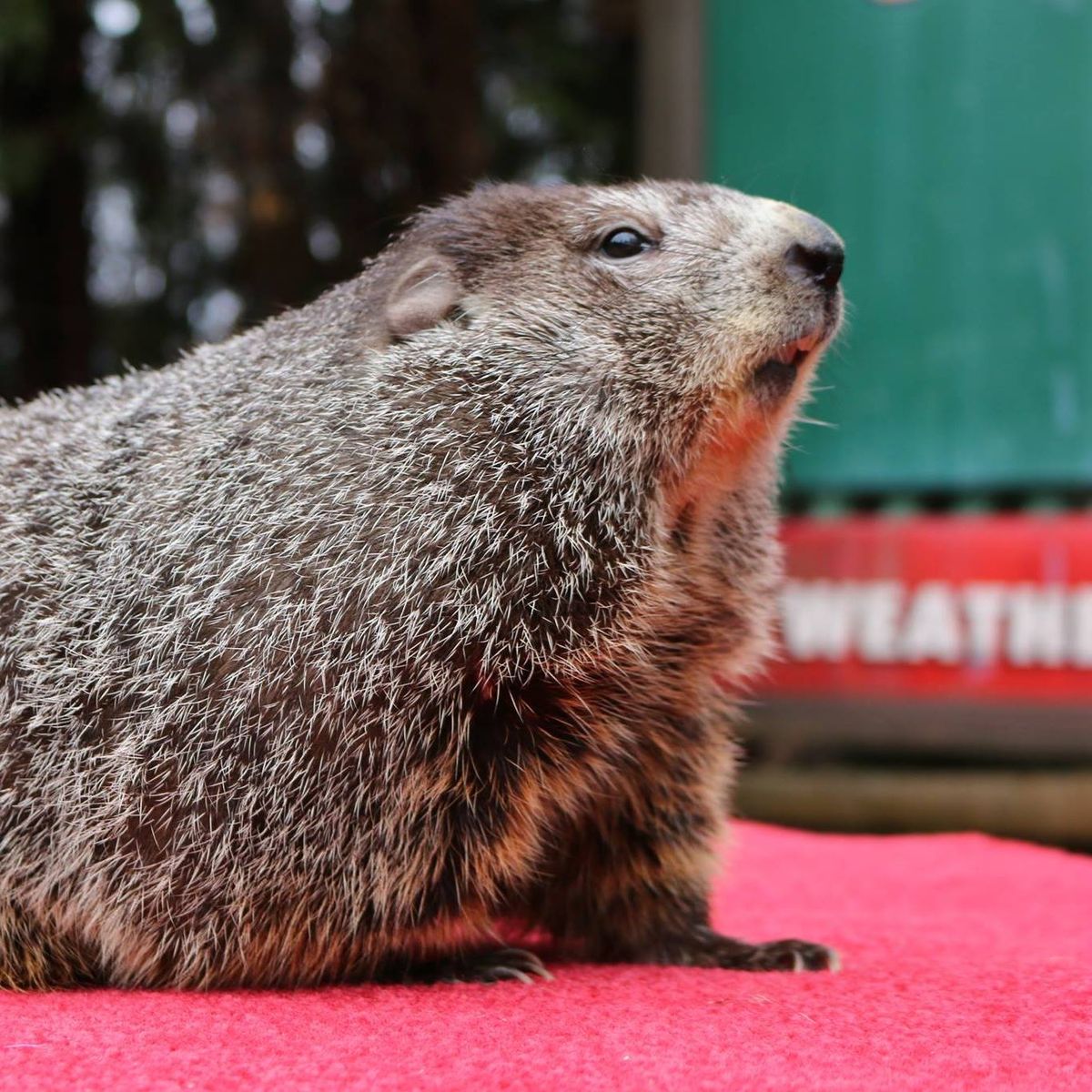 Groundhog Day, 10 October | Event in High Point | AllEvents