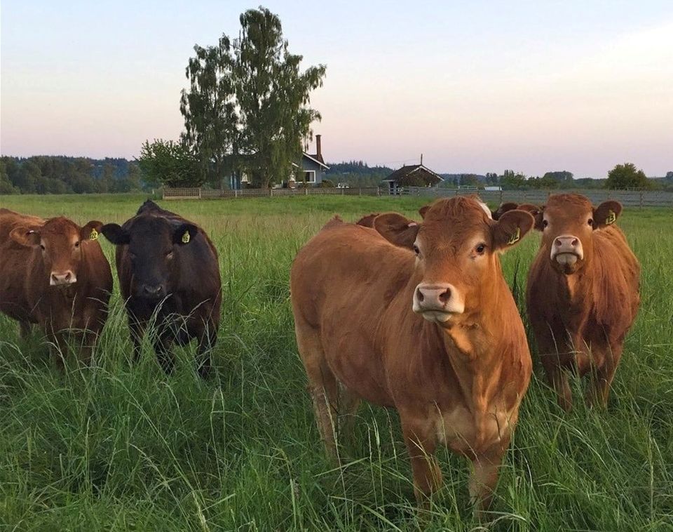 Country Living Expo & Modern Homesteading Conference, Stanwood High