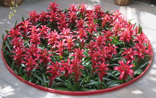 World Bromeliad Conference 2022 Sarasota Florida June 8 To June 11 Allevents In Sarasota Calendar Of Events 2022