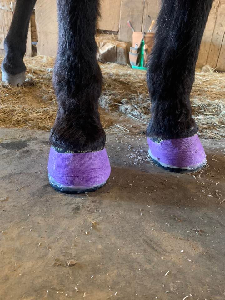 Whole horse hoof care class part 2, Magna Vista Farm, Bristol, March 11
