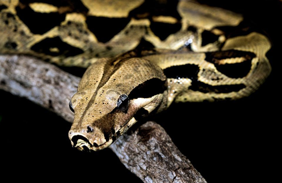 Scales and Tails Big Snakes, The Kinlands, Riverton, June 26 2023