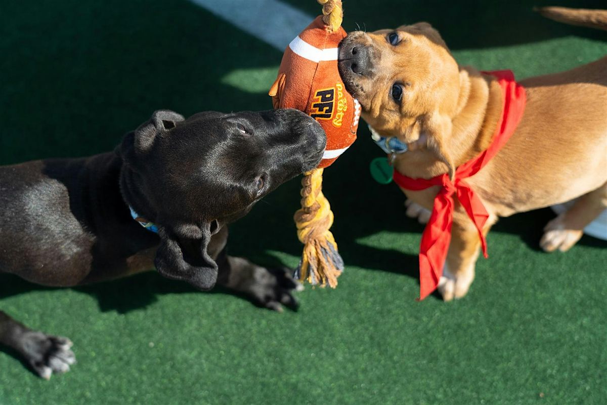 Pup Bowl IX: Where Every Adoption is a Touchdown, 7 February | Event in Mount Pleasant | AllEvents