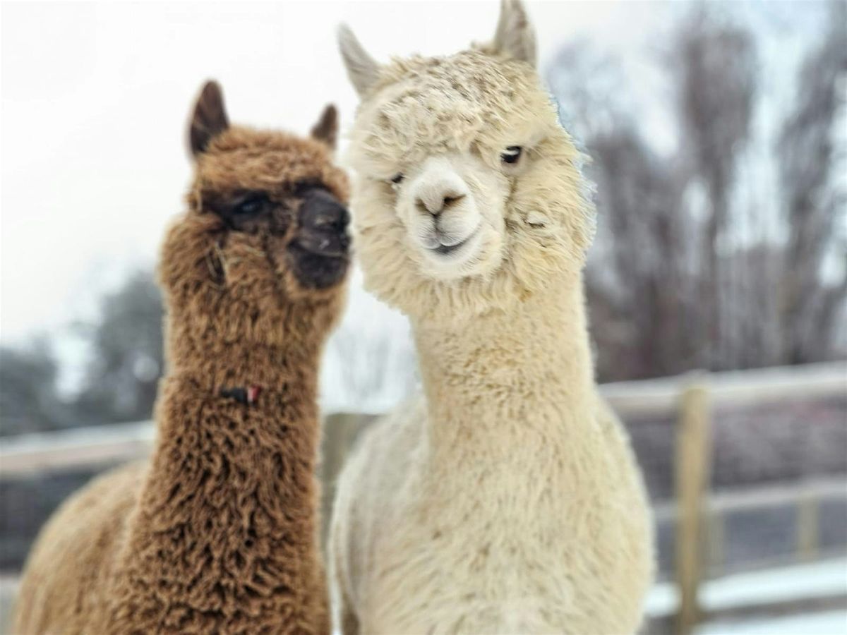 Holiday Celebration Meetup With Horses and Alpacas, 20 December | Event in Leesburg | AllEvents